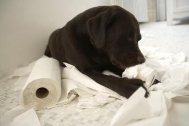 How to Stop a Dog From Eating Toilet Paper