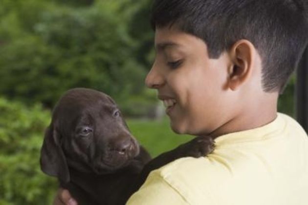 How to Potty Train a Lab Puppy