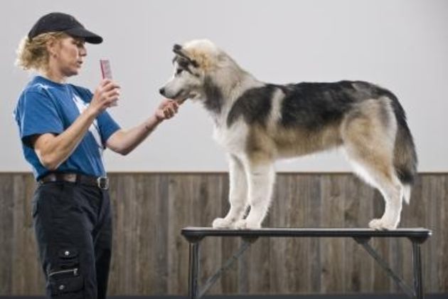 How to Stop a Husky From Biting a Toddler