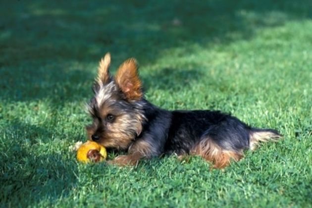 How to Potty Train a Yorkshire Terrier Puppy