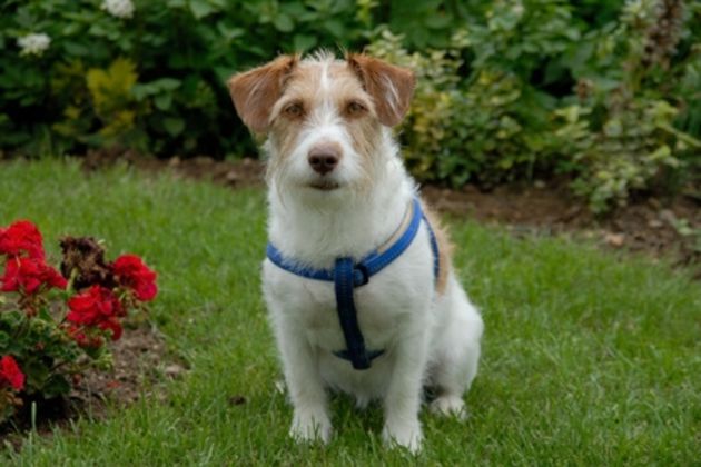 How to Stop Dogs From Digging Holes in the Yard