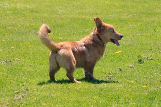 How to Train a Corgi Puppy to Fetch a Toy