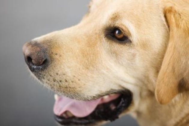 Golden Retriever Crate Training