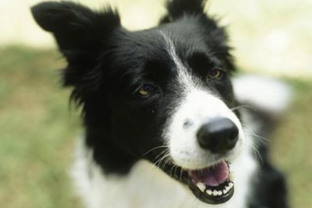 How to Train a Border Collie to Herd