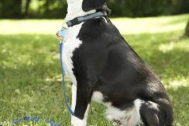 How to Train a Dog With an Electronic Training Collar