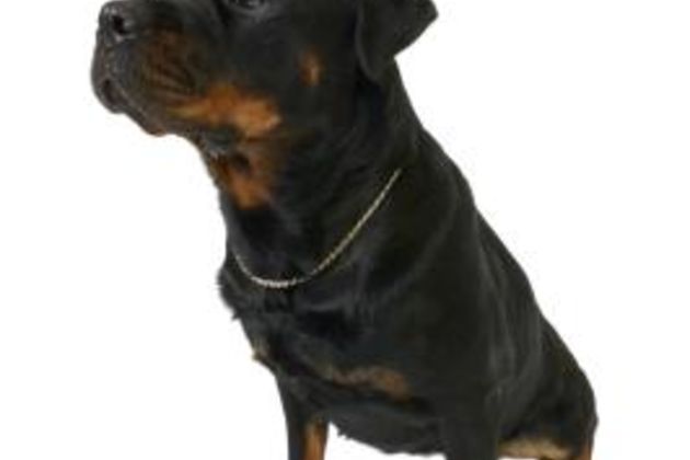 How to Get My Rottweiler to Drop Things From His Mouth