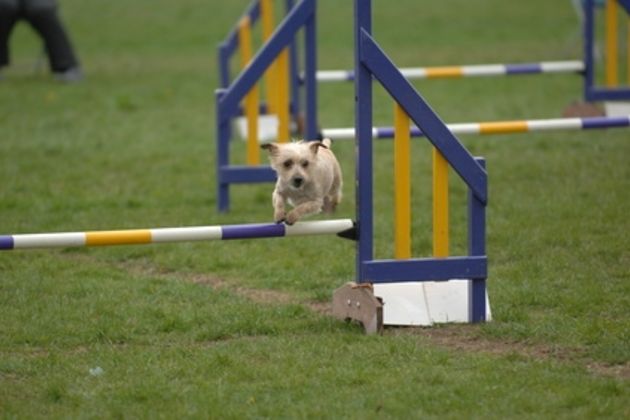 How to Keep Your Dog Focused During an Agility Competition