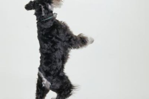 What to Do if Your Mini Schnauzer Is Acting Shy?