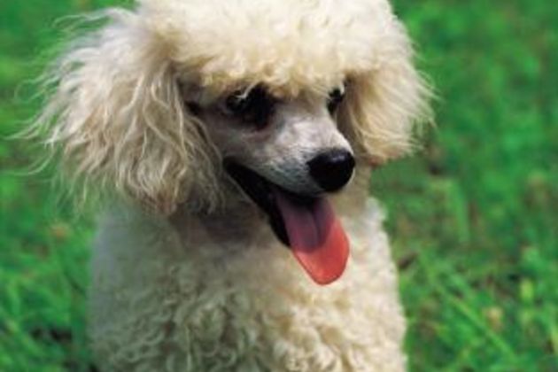 Tricks to Teach Your Toy Poodle