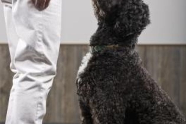 How to Teach Dogs Commands by Clicker Training