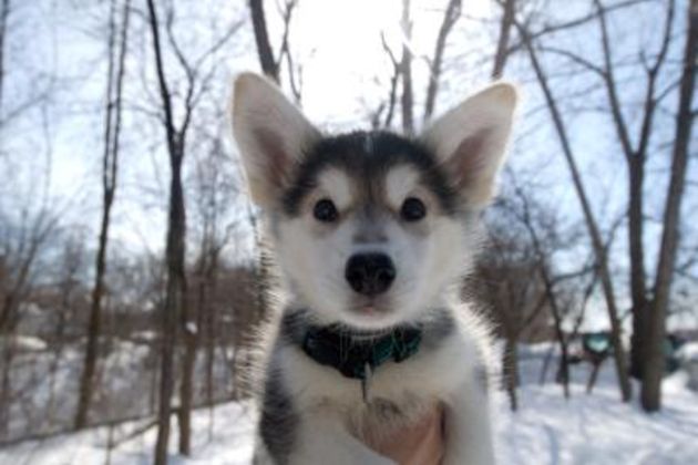 Why Is My Siberian Husky Puppy Biting & Nipping?