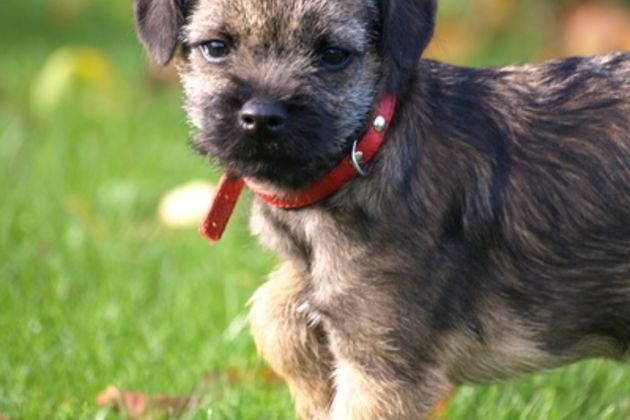 How to Train a Norwich Terrier to Come When Called