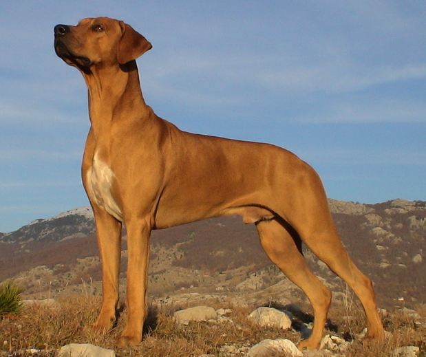 different types of hounds with pictures