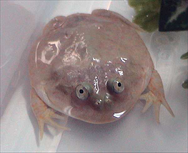 Lepidobatrachus_laevis.jpg