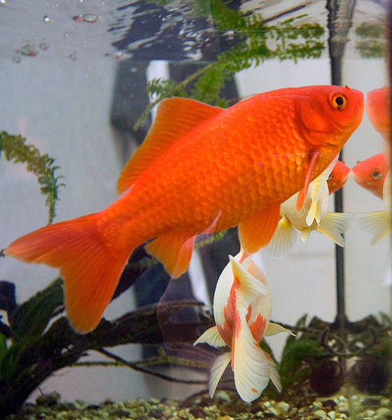 560px-Goldfish3.jpg