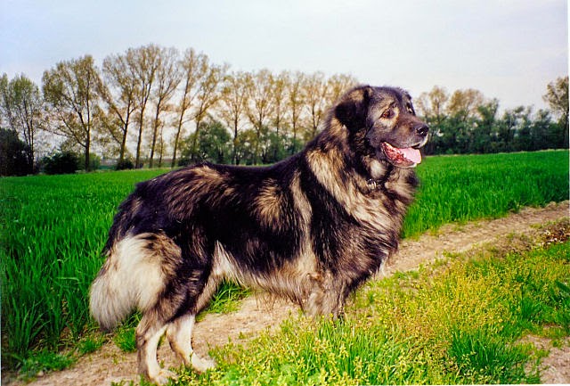 Sarplaninac giant dog breed