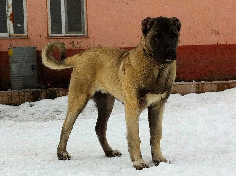 Kangal giant dog breed