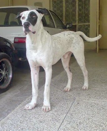 Bully Kutta