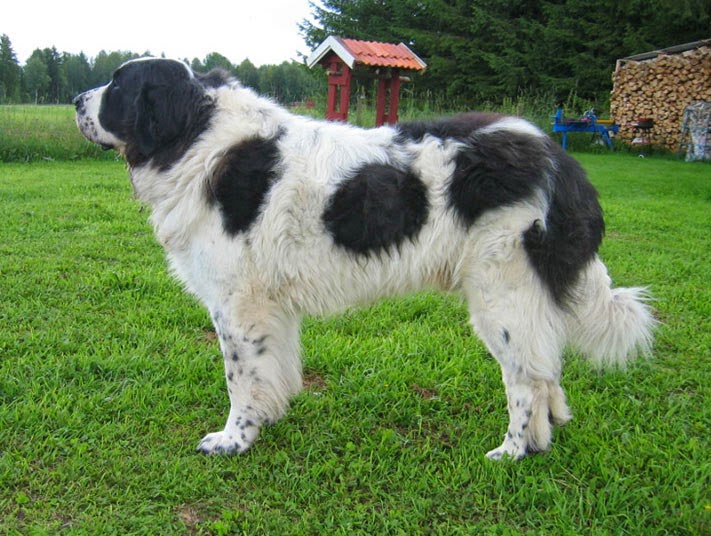 Pyrenean Mastiff