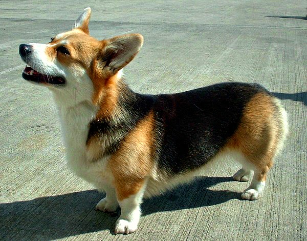 Pembroke Corgi