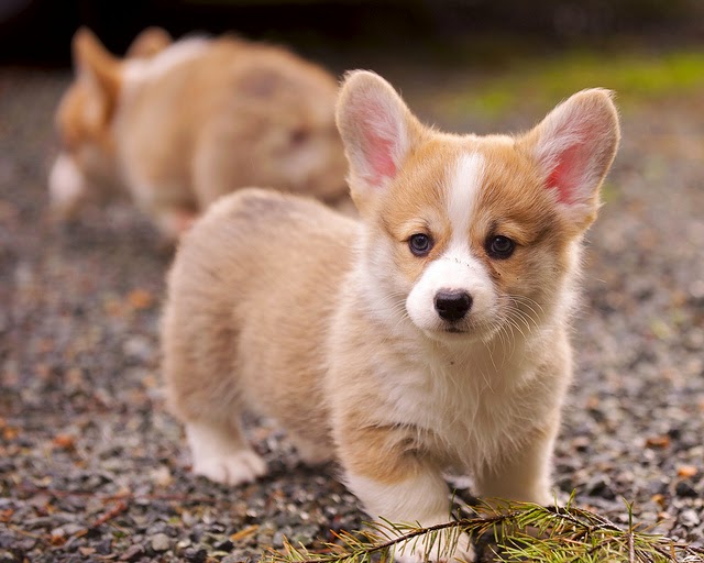 Pembroke Welsh Corgi puppy