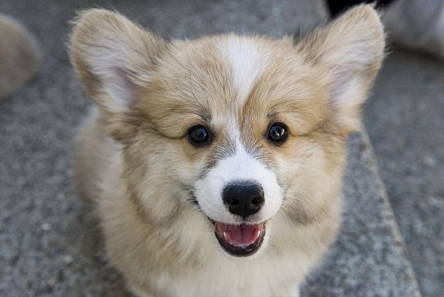 Corgi Puppy 