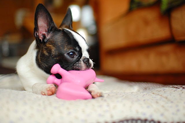 Dog Chewing Toy 