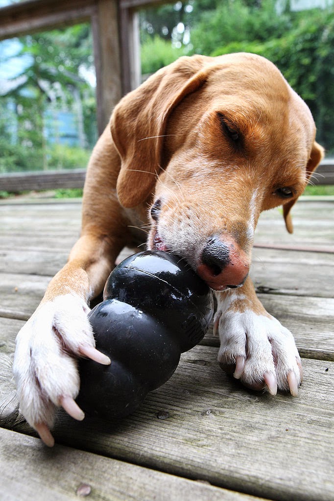 Dog Chewing Dog Toy