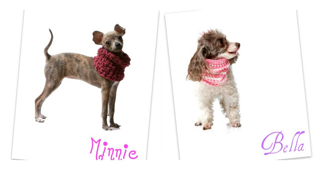 Minnie the Chihuahua and Bella the Miniature Poodle