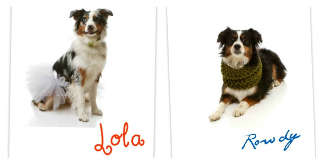 Lola the Miniature Australian Shepherd and Rowdy the Toy Australian Shepherd