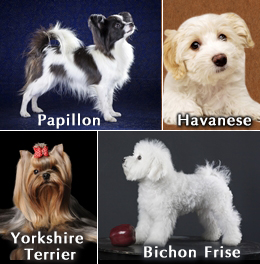 Four breeds of small dogs that are good with children