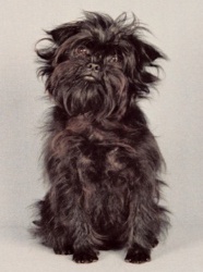 Affenpinscher