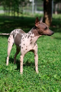 American Hairless Terrier