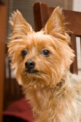 Australian Terrier