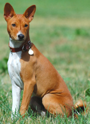 Basenji