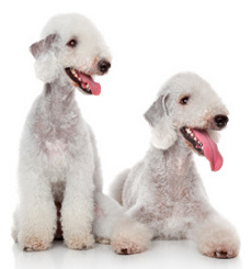 Bedlington Terrier