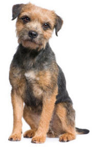 Border Terrier