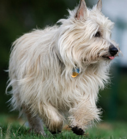 Cairn Terrier