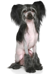 Chinese Crested Hairless