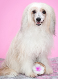 Chinese Crested Powderpuff