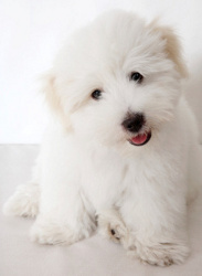 Coton de Tulear