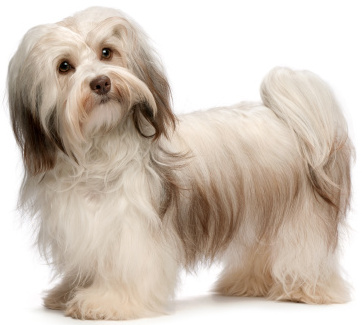 Havanese