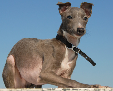 Italian Greyhound