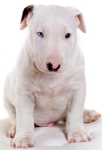 Miniature Bull Terrier