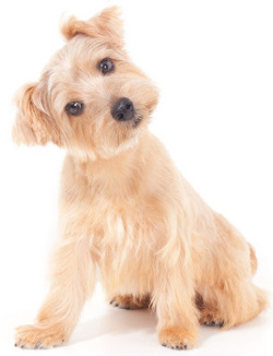 Norfolk Terrier