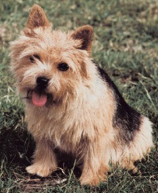 Norwich Terrier