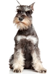 Miniature Schnauzer