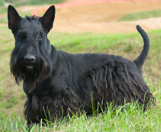 Scottish Terrier