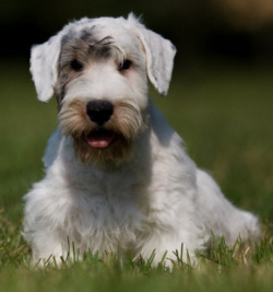 Sealyham Terrier