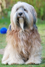 Tibetan Terrier